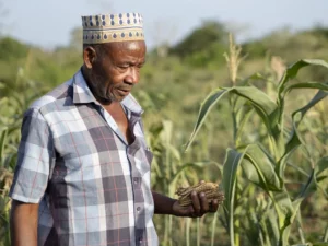Kenya Red Cross Society’s Early-Action seeds help farmers beat drought